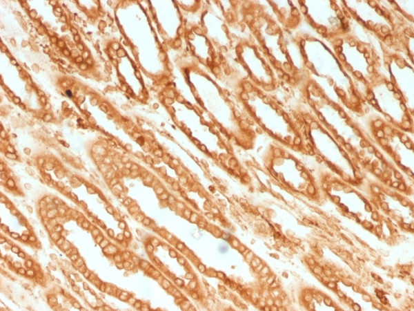 Anti-Calnexin (Endoplasmic Reticulum Marker), clone CANX/1541