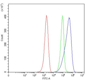 Anti-C5B / Complement C5B