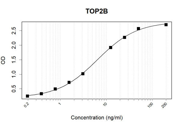 Anti-Human TOP2B Antibody Pair