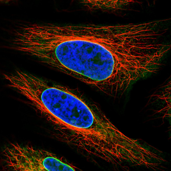 Anti-EMD, clone CL0203