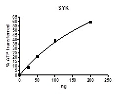 SYK, Full length, GST-tag