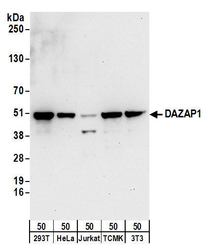 Anti-DAZAP1