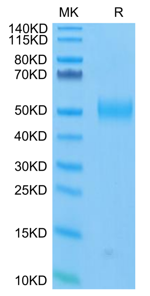 FITC-Labeled Human Siglec-3/CD33 Protein