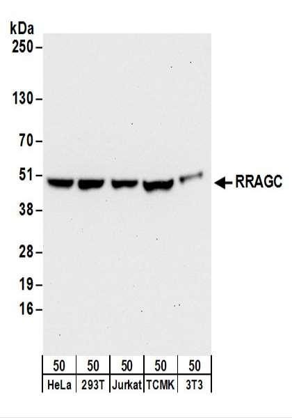 Anti-RRAGC/RagC