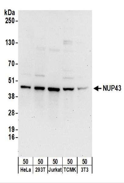 Anti-NUP43