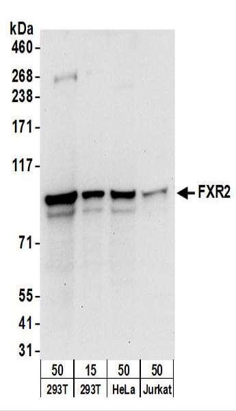 Anti-FXR2