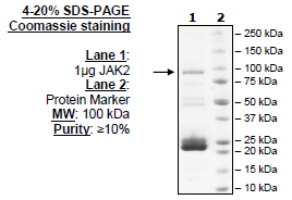 Jak2 (JH1, JH2 domain), GST-Tag, Avi-Tag, Biotin