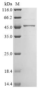 Hypoxia-inducible factor 1-alpha inhibitor (HIF1AN), human, recombinant