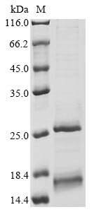 Glycophorin-B (GYPB), human, recombinant