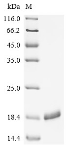 Shiga-like toxin 2 subunit B (stxB2), Enterobacteria phage 933W, recombinant