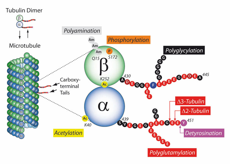 The Tubulin Code | Biomol Blog | Resources | Biomol GmbH - Life Science Shop