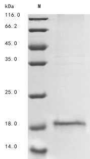 ALK and LTK ligand 1 (ALKAL1), human, recombinant