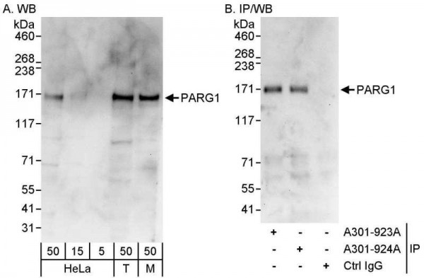 Anti-PARG1