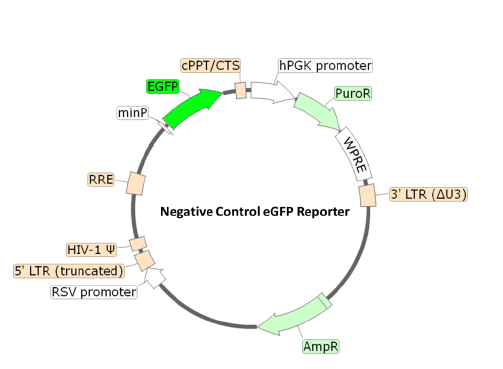 Negative Control eGFP Reporter Lentivirus