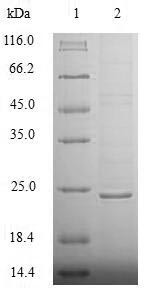 7,8-Dihydro-8-oxoguanine triphosphatase (NUDT1), human, recombinant