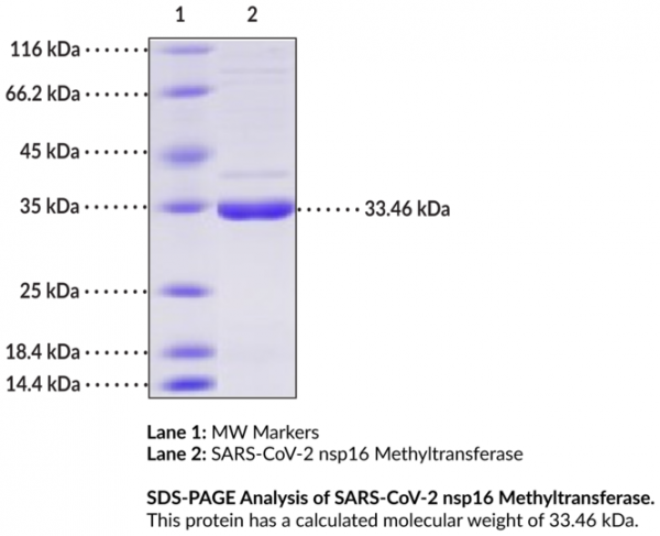 SARS-CoV-2 nsp16 Methyltransferase (recombinant)