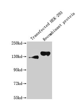 Anti-SEMA4D Monoclonal, clone 10E12E10