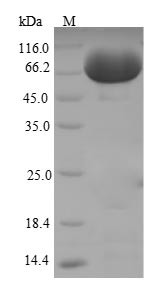 Tissue alpha-L-fucosidase (Fuca1), mouse, recombinant