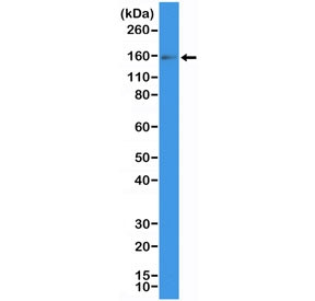 Anti-CD117 / c-Kit (recombinant antibody), clone RM359