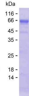 DST (human), recombinant protein