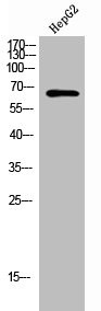 Anti-CCT5