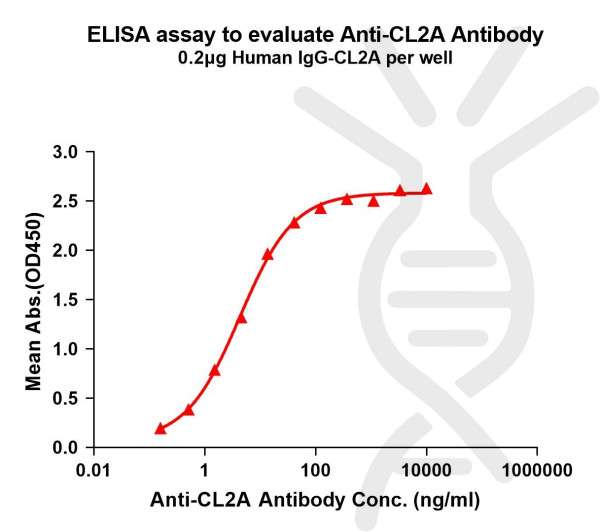Anti-CL2A(ADC linker) antibody(1H6), Rabbit mAb