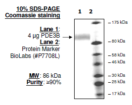 PDE3B, active human recombinant protein