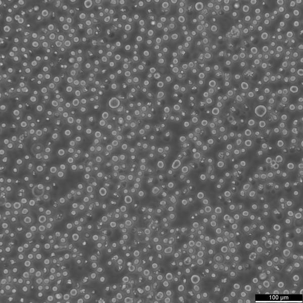 MM.1S Cells
