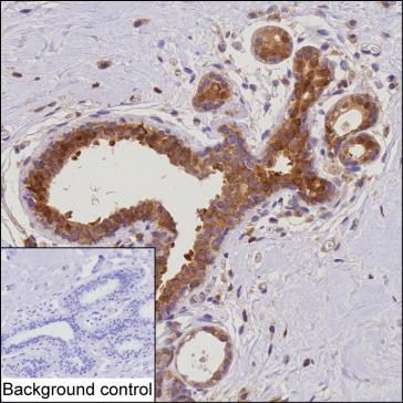 Anti-PDCD4