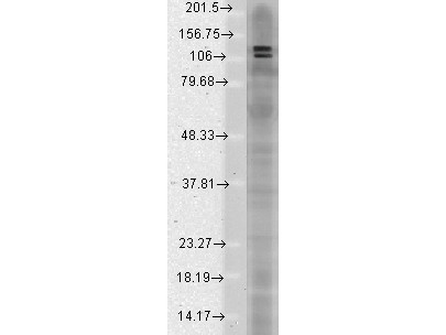 Anti-SAPAP, clone S127-31