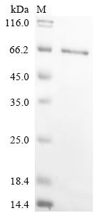 Chondroitin sulfate proteoglycan 4 (Cspg4), partial, rat, recombinant