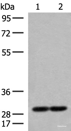 Anti-MRPS18B