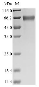 Erythropoietin (EPO), horse, recombinant