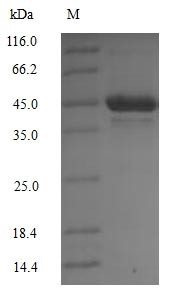 [Pyruvate dehydrogenase (acetyl-transferring)] kinase isozyme 1, mitochondrial(Pdk1), mouse, recombi