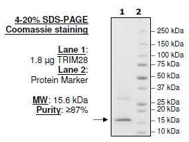 TRIM28 (685-815), N-terminal His-tag, human recombinant protein