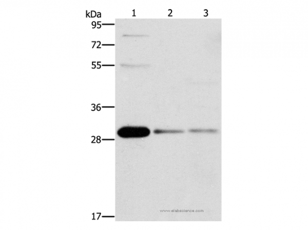 Anti-BCL10