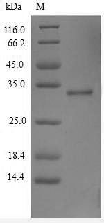 Thymic stromal lymphopoietin (TSLP), human, recombinant