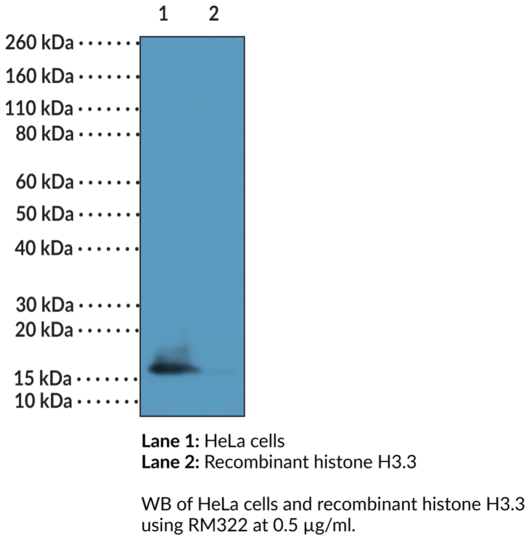 Anti-Histone H3K9Me2/K14Ac Monoclonal Antibody (RM322)