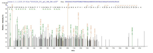 Branched-chain-amino-acid aminotransferase, cytosolic (Bcat1), mouse, recombinant