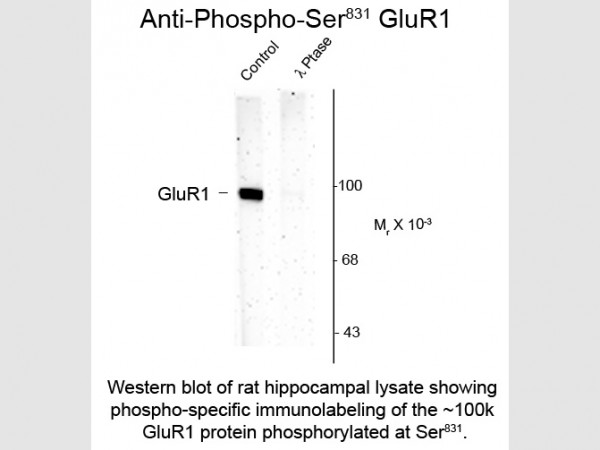 Anti-phospho-GluR1 (Ser831)