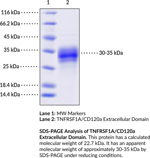 TNFRSF1A/CD120a Extracellular Domain (human, recombinant)