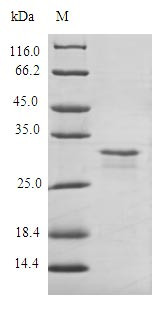 Androgen-dependent TFPI-regulating protein (ADTRP),Nanodisc, recombinant human