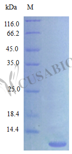 C-X-C motif chemokine 3 protein (Cxcl3) (Active), rat, recombinant