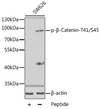 Anti-phospho-beta-Catenin (Thr41/Ser45)