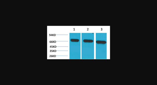 Anti-HSC70, monoclonal