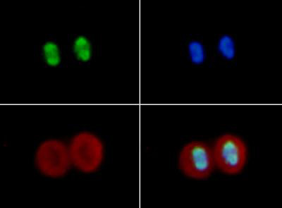 Anti-acetyl-Histone H4 (ac Lys16)