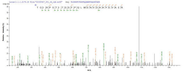 Matrix metalloproteinase-20 (MMP20), human, recombinant