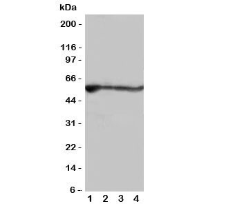 Anti-ALDH2