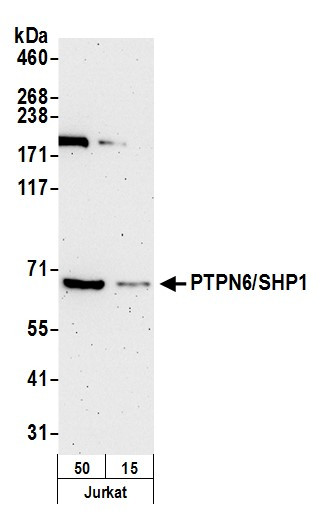Anti-PTPN6/SHP1