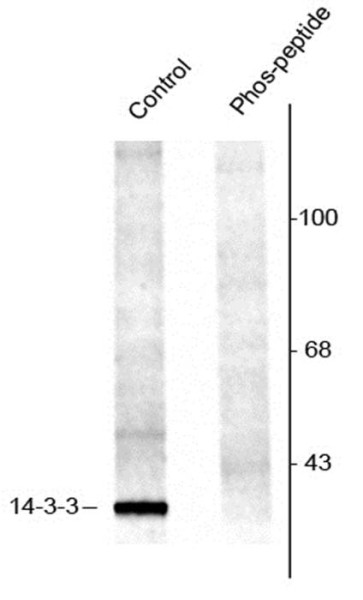 Anti-phospho-14-3-3 (Ser58)